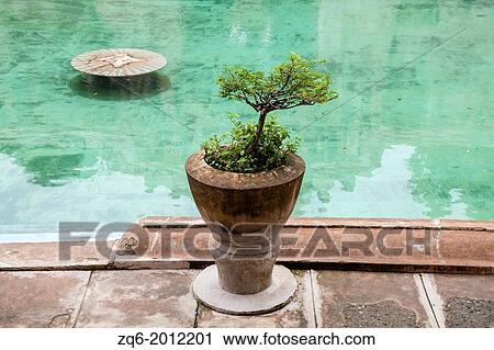 Stock Image - Plant at the Poolside of the Water Castle Taman Sari in Yogyakarta, Indonesia.. Fotosearch
