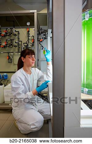Plant cultivation of microalgae. Algae biofuel research. Biotechnology Laboratory. Energy and Environment Division. Tecnalia Research and Innovation. Miano. Alava. Basque Country. Spain. View Large Photo Image Stock Photo - Plant cultivation of microalgae. Algae biofuel research. Biotechnology Laboratory. Energy and Environment Division. Tecnalia Research and Innovation. Miano. Alava. Basque Country. Spain.. Fotosearch