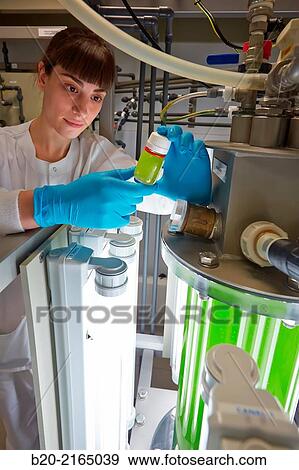 Stock Photo - Plant cultivation of microalgae. Algae biofuel research. Biotechnology Laboratory. Energy and Environment Division. Tecnalia Research and Innovation. Miano. Alava. Basque Country. Spain.. Fotosearch