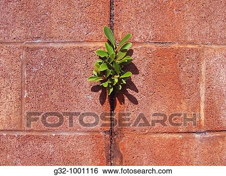 Plant grows in cinderblock wall View Large Photo Image Stock Photograph - Plant grows in cinderblock wall. Fotosearch