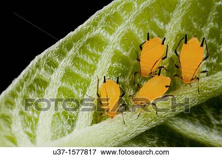 Stock Photo - Plant hopper nymph found at Kampung Skudup, Sarawak, Borneo. Fotosearch