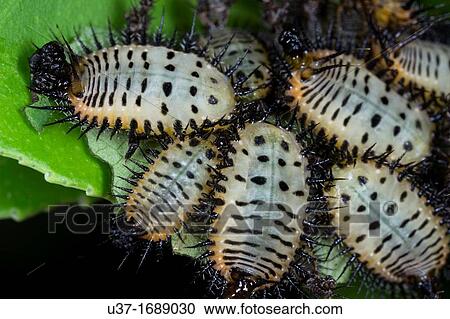 Stock Image - Plant hoppers. Fotosearch
