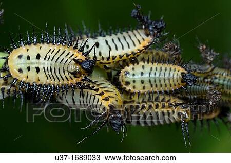 Stock Image - Plant hoppers. Fotosearch