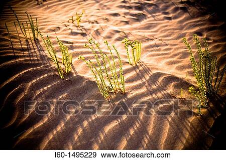 Stock Photo - Plant in Natural Park Cabo de Gata-Nijar, Almeria, Spain. Fotosearch