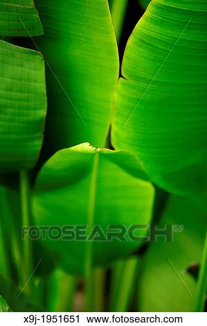 Plant in the nature, banana leaf, borneo View Large Photo Image Stock Image - Plant in the nature, banana leaf, borneo. Fotosearch