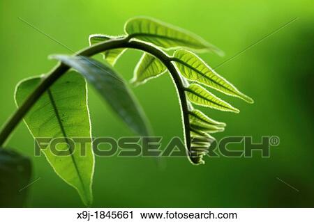 Plant in the nature, borneo View Large Photo Image Stock Image - Plant in the nature, borneo. Fotosearch