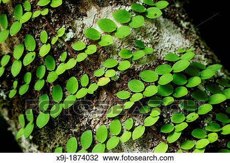 Plant in the nature, borneo View Large Photo Image Stock Image - Plant in the nature, borneo. Fotosearch