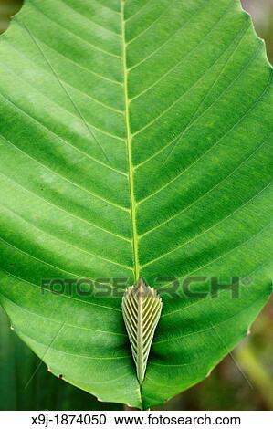 Plant in the nature, borneo View Large Photo Image Stock Image - Plant in the nature, borneo. Fotosearch