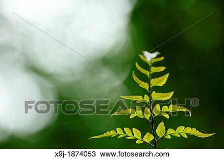 Plant in the nature, borneo View Large Photo Image Stock Image - Plant in the nature, borneo. Fotosearch