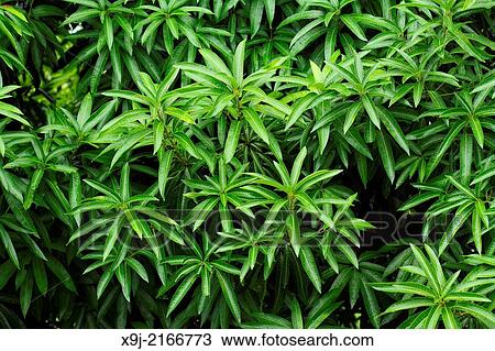 Plant in the nature, Borneo View Large Photo Image Stock Image - Plant in the nature, Borneo. Fotosearch