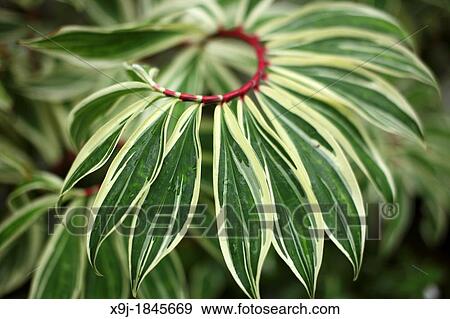 Plant in the nature, borneo View Large Photo Image Stock Photo - Plant in the nature, borneo. Fotosearch