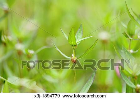Plant in the nature, borneo View Large Photo Image Stock Photo - Plant in the nature, borneo. Fotosearch