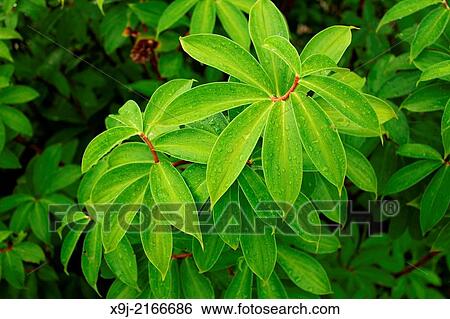 Plant in the nature, Borneo View Large Photo Image Stock Photograph - Plant in the nature, Borneo. Fotosearch