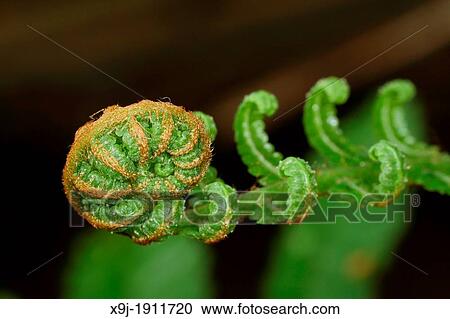 Plant in the nature, firm leaf, borneo. View Large Photo Image Stock Image - Plant in the nature, firm leaf, borneo.. Fotosearch