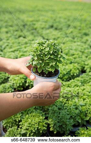 Plant production company in San Juan, Mallorca. Young basil plants View Large Photo Image Stock Photo - Plant production company in San Juan, Mallorca. Young basil plants. Fotosearch