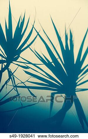 Plant shadow View Large Photo Image Stock Image - Plant shadow. Fotosearch