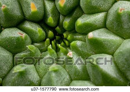 Plant View Large Photo Image Stock Image - Plant. Fotosearch