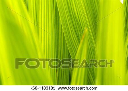 Stock Photography - Plant. Fotosearch
