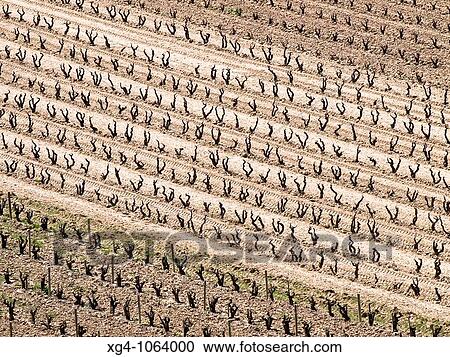 Plantaci? n de vias en invierno en la Rioja Alta - Brias - La Rioja - Espaa View Large Photo Image Stock Image - Plantaci? n de vias en invierno en la Rioja Alta - Brias - La Rioja - Espaa. Fotosearch