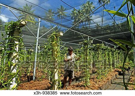 plantation de vanille, ile Tahaa, iles de la Societe, archipel de la Polynesie francaise, ocean pacifique sud View Large Photo Image Stock Photography - plantation de vanille, ile Tahaa, iles de la Societe, archipel de la Polynesie francaise, ocean pacifique sud. Fotosearch