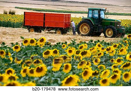 Plantation of sunflowers. Navarre. Spain View Large Photo Image Stock Photo - Plantation of sunflowers. Navarre. Spain. Fotosearch
