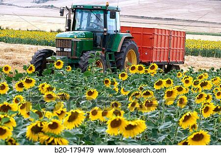 Stock Photo - Plantation of sunflowers. Navarre. Spain. Fotosearch
