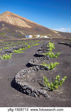 Plantation of vines in volcanic ground in La Geria, Lanzarote Island, Canary Islands, Spain View Large Photo Image Stock Image - Plantation of vines in volcanic ground in La Geria, Lanzarote Island, Canary Islands, Spain. Fotosearch