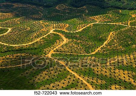 Plantations of oil palms. Sabah, Borneo island, Malaysia View Large Photo Image Stock Image - Plantations of oil palms. Sabah, Borneo island, Malaysia. Fotosearch