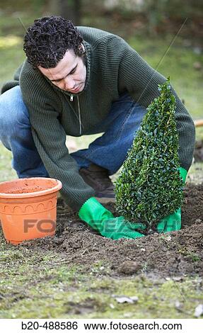 Planting bush. Gipuzkoa, Euskadi, Spain View Large Photo Image Stock Photograph - Planting bush. Gipuzkoa, Euskadi, Spain. Fotosearch