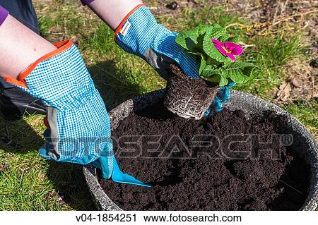 Planting flowers in the garden View Large Photo Image Stock Image - Planting flowers in the garden. Fotosearch