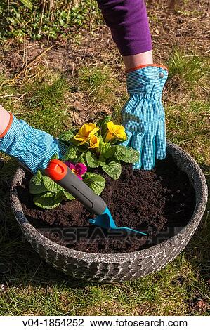 Planting flowers in the garden View Large Photo Image Stock Image - Planting flowers in the garden. Fotosearch
