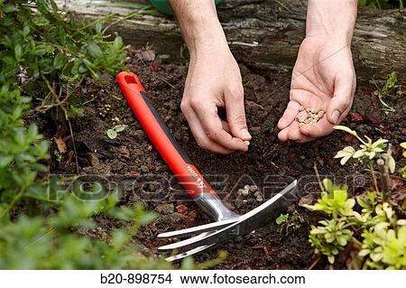 Planting seeds, garden tool, farming and gardening, Guipuzcoa, Basque Country, Spain View Large Photo Image Picture - Planting seeds, garden tool, farming and gardening, Guipuzcoa, Basque Country, Spain. Fotosearch