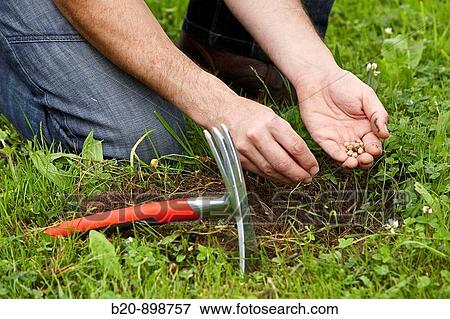 Stock Photo - Planting seeds, garden tool, farming and gardening, Guipuzcoa, Basque Country, Spain. Fotosearch