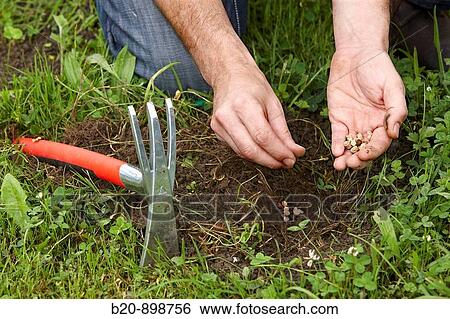 Planting seeds, garden tool, farming and gardening, Guipuzcoa, Basque Country, Spain View Large Photo Image Stock Photograph - Planting seeds, garden tool, farming and gardening, Guipuzcoa, Basque Country, Spain. Fotosearch