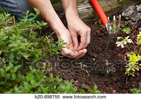 Planting seeds, garden tool, farming and gardening, Guipuzcoa, Basque Country, Spain View Large Photo Image Stock Photography - Planting seeds, garden tool, farming and gardening, Guipuzcoa, Basque Country, Spain. Fotosearch