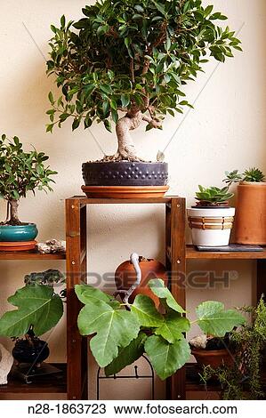 Plants and Bonsai in a garden. View Large Photo Image Stock Image - Plants and Bonsai in a garden.. Fotosearch