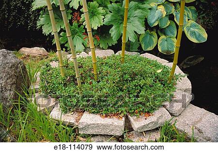 Plants at Bill Walter garden, Vancouver. British Columbia, Canada View Large Photo Image Stock Photo - Plants at Bill Walter garden, Vancouver. British Columbia, Canada. Fotosearch