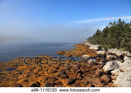 plants on rocky shore at lowest tide at the Atlantic coast in the morning mist at Nova Scotia, Canada, North America View Large Photo Image Stock Image - plants on rocky shore at lowest tide at the Atlantic coast in the morning mist at Nova Scotia, Canada, North America. Fotosearch