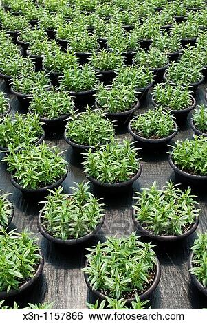 Stock Photograph - Plants. Fotosearch