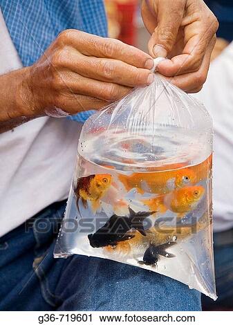 Plastic bag with gold fish for sale in a market in Antigua, Sacatepequez, Guatemala View Large Photo Image Stock Image - Plastic bag with gold fish for sale in a market in Antigua, Sacatepequez, Guatemala. Fotosearch