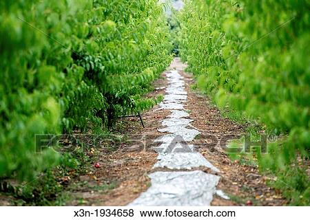 Stock Photo - Plastic in row of crops on a fruit farm in Chile, South America. Fotosearch