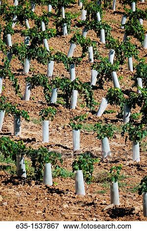 Stock Photo - Plastic protectors keep harmful insects and small animals from destroying newly planted, young grape vines.. Fotosearch