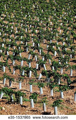 Stock Photography - Plastic protectors keep harmful insects and small animals from destroying newly planted, young grape vines.. Fotosearch