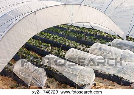 Plastic tunnels used for growing strawberries near Palos de la Frontera, Huelva Province, Andalusia, southern Spain View Large Photo Image Stock Photo - Plastic tunnels used for growing strawberries near Palos de la Frontera, Huelva Province, Andalusia, southern Spain. Fotosearch