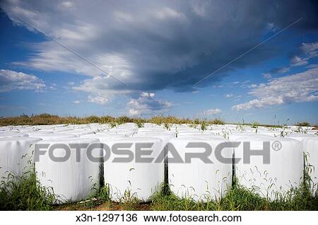 Plastic wrapped bales of haylage View Large Photo Image Stock Photograph - Plastic wrapped bales of haylage. Fotosearch