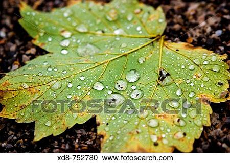 Stock Image - Platanus leaf (Platanus x hispanica) in autumn. Fotosearch