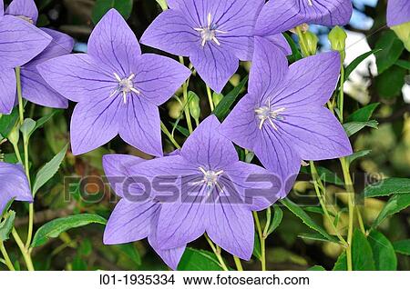 Platycodon grandiflorus. View Large Photo Image Picture - Platycodon grandiflorus.. Fotosearch
