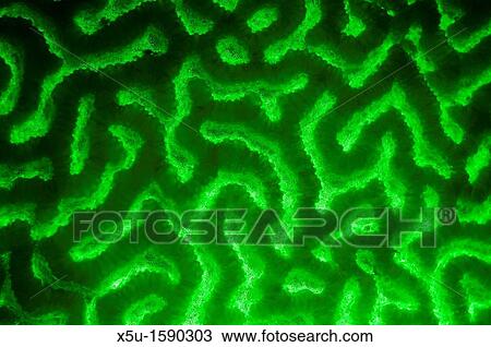 PLatygyra species of hard coral, Faviidae family fluorescing at night under blue light. Tondoba Bay, Marsa Alam, Red Sea, Egypt View Large Photo Image Stock Image - PLatygyra species of hard coral, Faviidae family fluorescing at night under blue light. Tondoba Bay, Marsa Alam, Red Sea, Egypt. Fotosearch