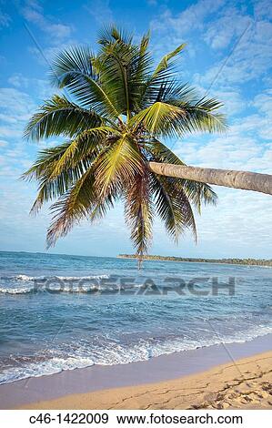 Playa Bonita, Las Terrenas, Samana Peninsula, Dominican Republic, West Indies, Caribbean View Large Photo Image Stock Photo - Playa Bonita, Las Terrenas, Samana Peninsula, Dominican Republic, West Indies, Caribbean. Fotosearch