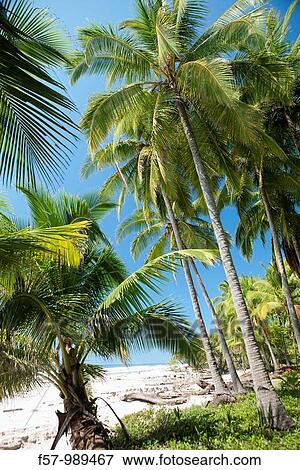 Playa Carmen, Puntarenas, Costa Rica View Large Photo Image Stock Photo - Playa Carmen, Puntarenas, Costa Rica. Fotosearch